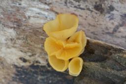 Guepiniopsis buccina