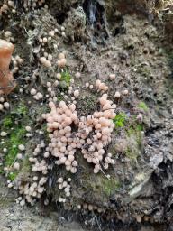 Coprinellus disseminatus