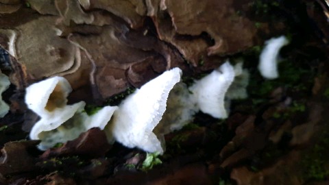 Phlebia tremellosa
