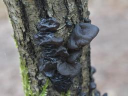 Exidia glandulosa