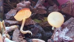 Lactocollybia cycadicola