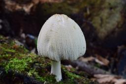 Coprinellus domesticus