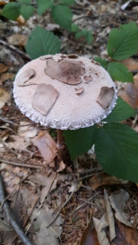 Macrolepiota mastoidea