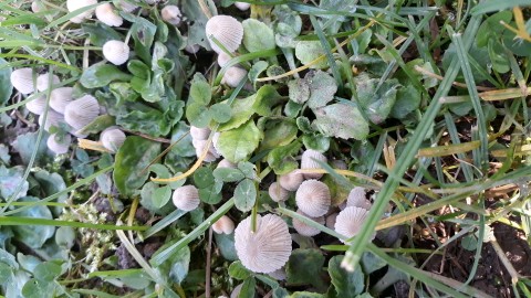 Coprinellus disseminatus