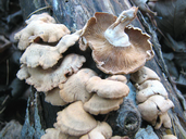 Panellus stipticus
