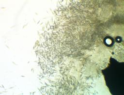 Natantiella ligneola