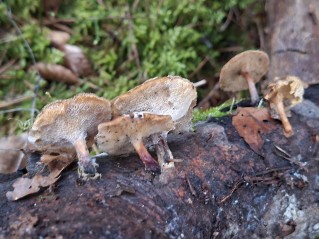 Lentinus brumalis