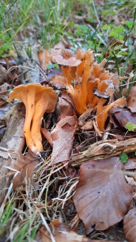 Craterellus lutescens