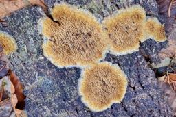 Mycoacia nothofagi