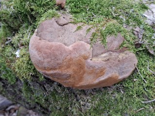 Fomitiporia robusta
