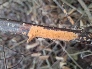 Peniophora incarnata