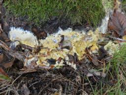 Trichoderma citrinum
