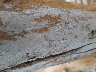 Lyomyces sambuci