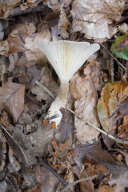 Ampulloclitocybe clavipes