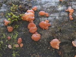 Ditangium cerasi