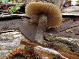 Entoloma hirtipes
