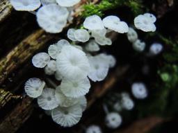Hemimycena hirsuta