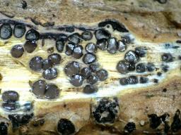 Diaporthe oncostoma