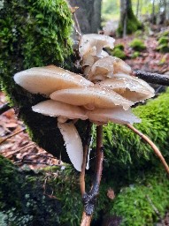 Mucidula mucida