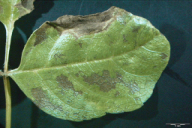 Venturia fraxini