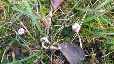 Tulostoma brumale