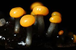 Vibrissea truncorum