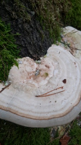 Trametes gibbosa