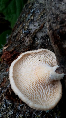 Neofavolus alveolaris