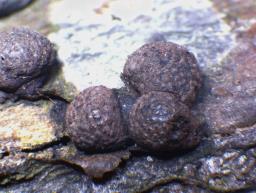 Hypoxylon howeanum
