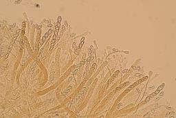 Otidea concinna