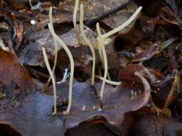 Typhula juncea