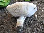 Leucocoprinus cretaceus