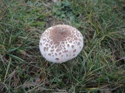 Macrolepiota excoriata