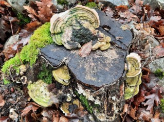 Trametes gibbosa