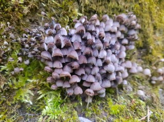 Coprinellus disseminatus