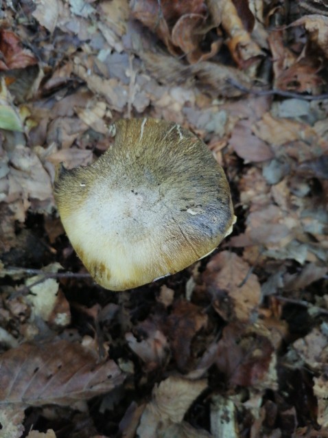 Tricholoma sejunctum