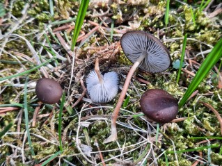 Strobilurus esculentus