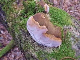 Fomitiporia robusta
