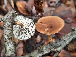 Lentinus arcularius