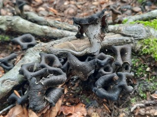 Craterellus cornucopioides