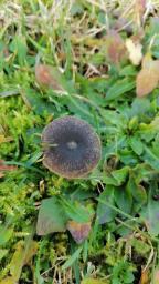 Entoloma chalybeum