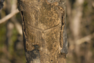 Hylesinus varius