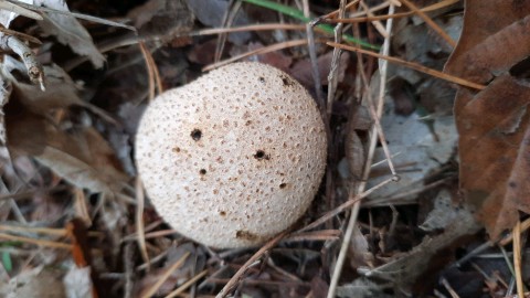 Scleroderma citrinum