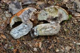 Leccinum piceinum
