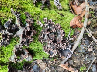 Chondrostereum purpureum