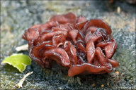 Ascocoryne sarcoides