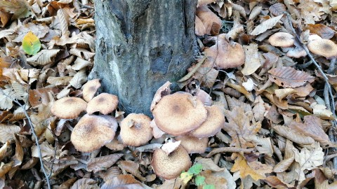 Armillaria ostoyae