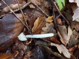 Mutinus caninus