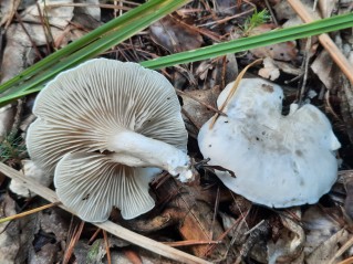 Clitopilus prunulus