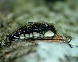Botryosphaeria quercuum
